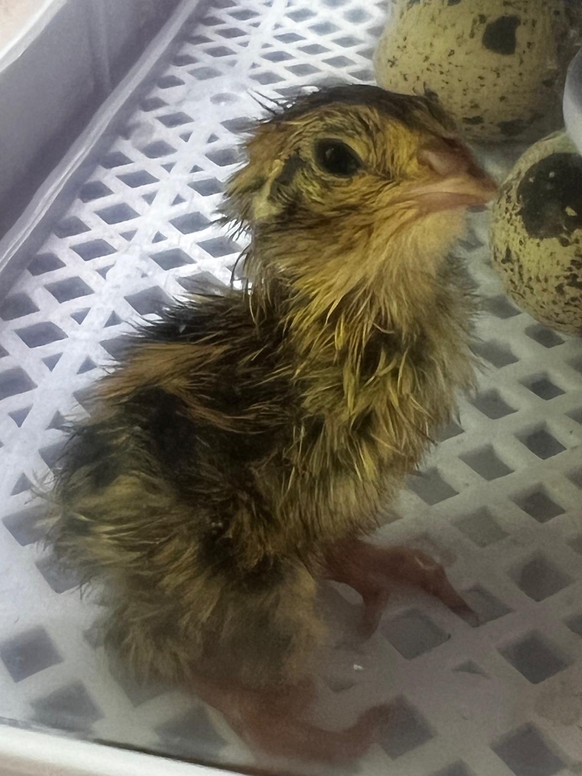 Eine Babywachtel