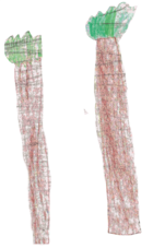 Bäume