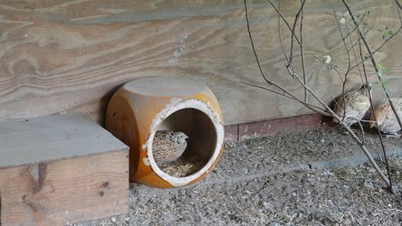 Wachtel sitzt in einer halboffenen Tonröhre neben einem Holzhäuschen.