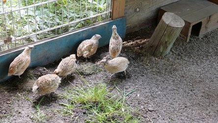 Sechs Wachteln auf Erde und Gras nahe einem Holzhäuschen.