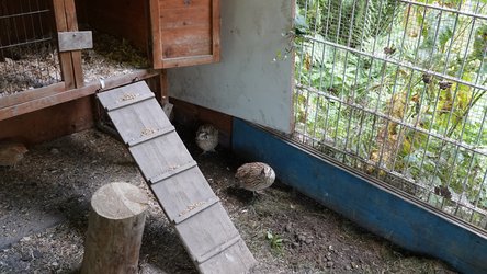 Zwei Wachteln unter einer Rampe im Gehege neben einem Fenster mit Gitter.