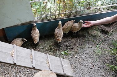 Fünf Wachteln nähern sich einer ausgestreckten Hand im Gehege.