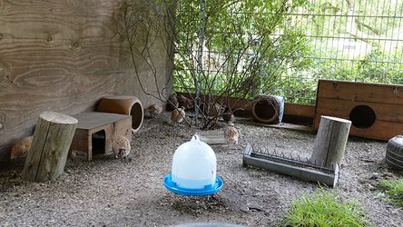 Wachtelgehege mit mehreren Wachteln, Häuschen und Wasserbehälter